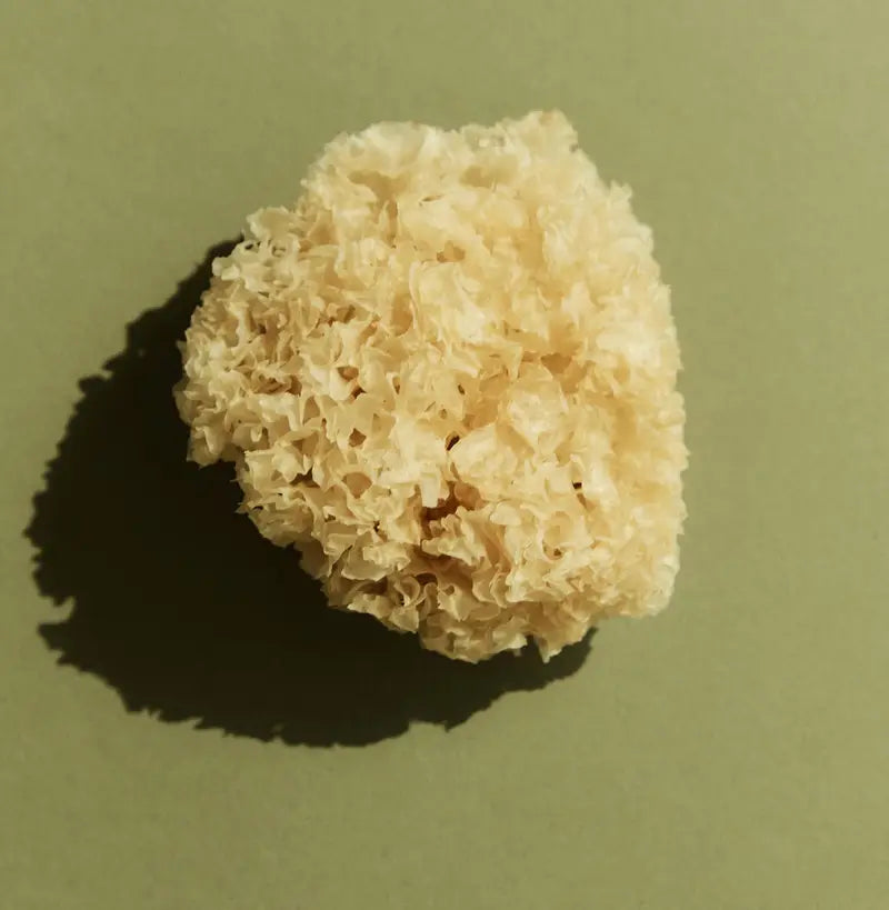 Tremella